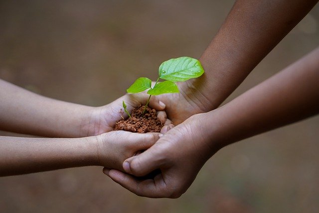 holding a plant earth energy is our life