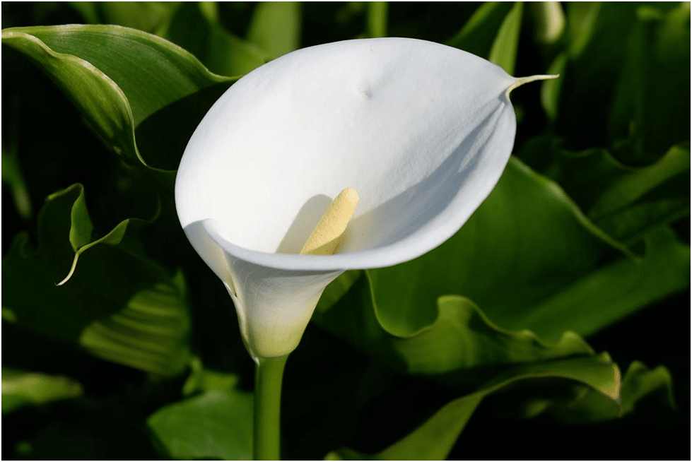 Daily Inspiration Calla Lily Flower