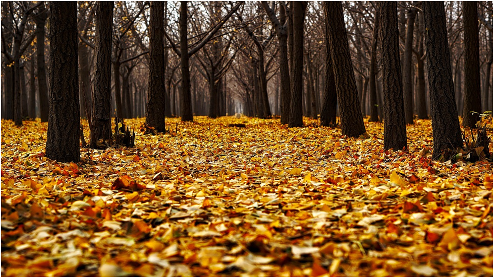 The Fall Season Autumn Leaves Falling From The Trees