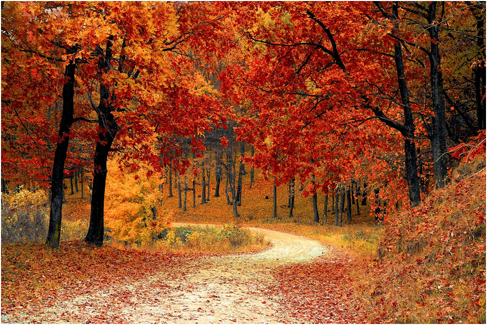 Thanksgiving Beautiful Fall  Foliage Yellow Red Green And Brown